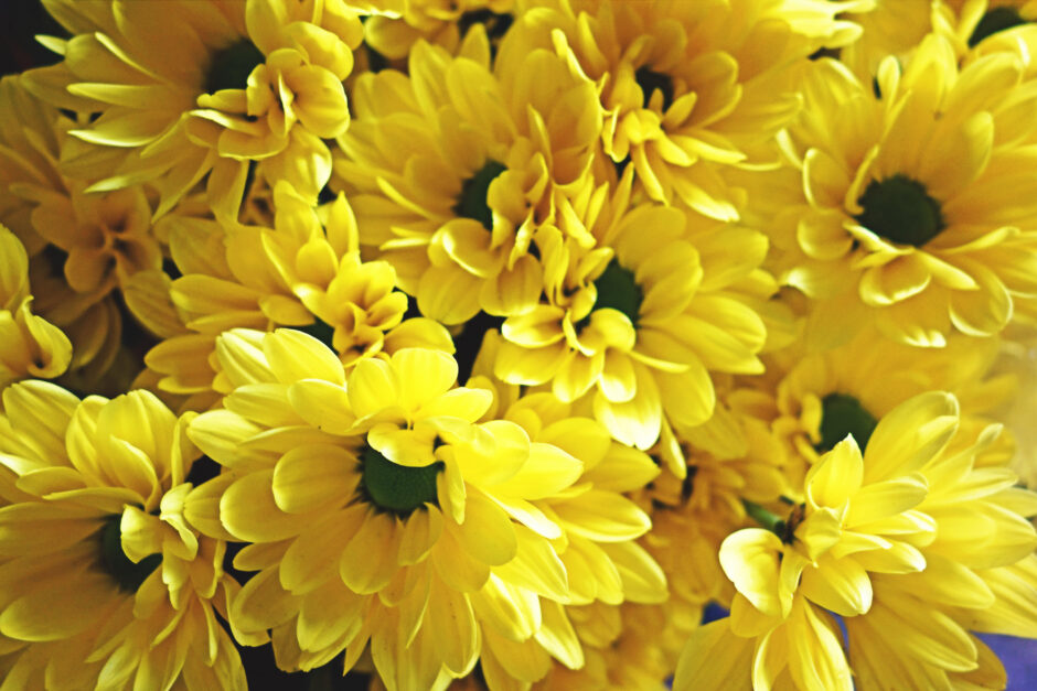Yellow daisies